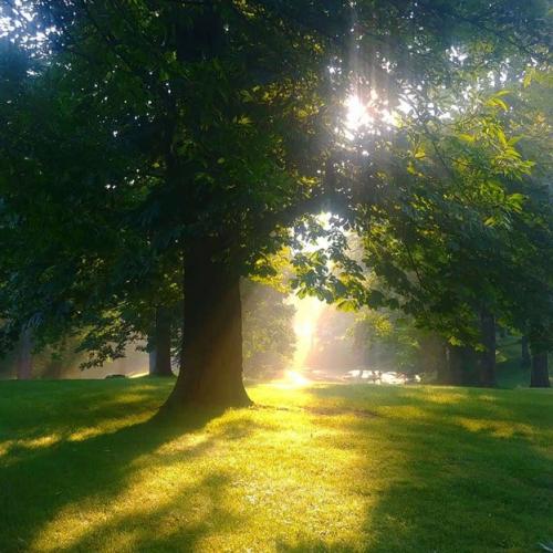 Clifton Park on a misty, mid-summer morning.  Sunlight shines through the leaves of a large tree onto the bright green lawn.  