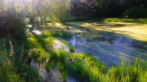 Photo of Clifton Park in mid-summer.  Dappled sunlight shines through the drooping branches of a willow tree nest to a pond.  In the foreground bright green marsh grass grows around the edge of the water.  Light green algae grows over most of the pond's surface.