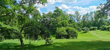 Photo of Clifton Park in mid-summer on a sunny day. In the background a row of tall, thickly leafed trees forms the horizon, with blue sky and fluffy white clouds above. Old apple trees are scattered around the lush green lawn, with dense, drooping branches.