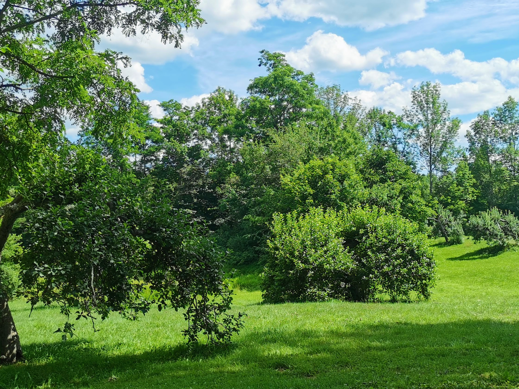  A sunny outdoor scene featuring a green field with a pathway cut through the grass, surrounded by various trees and foliage.