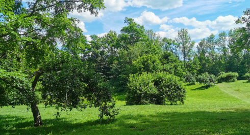  A sunny outdoor scene featuring a green field with a pathway cut through the grass, surrounded by various trees and foliage.